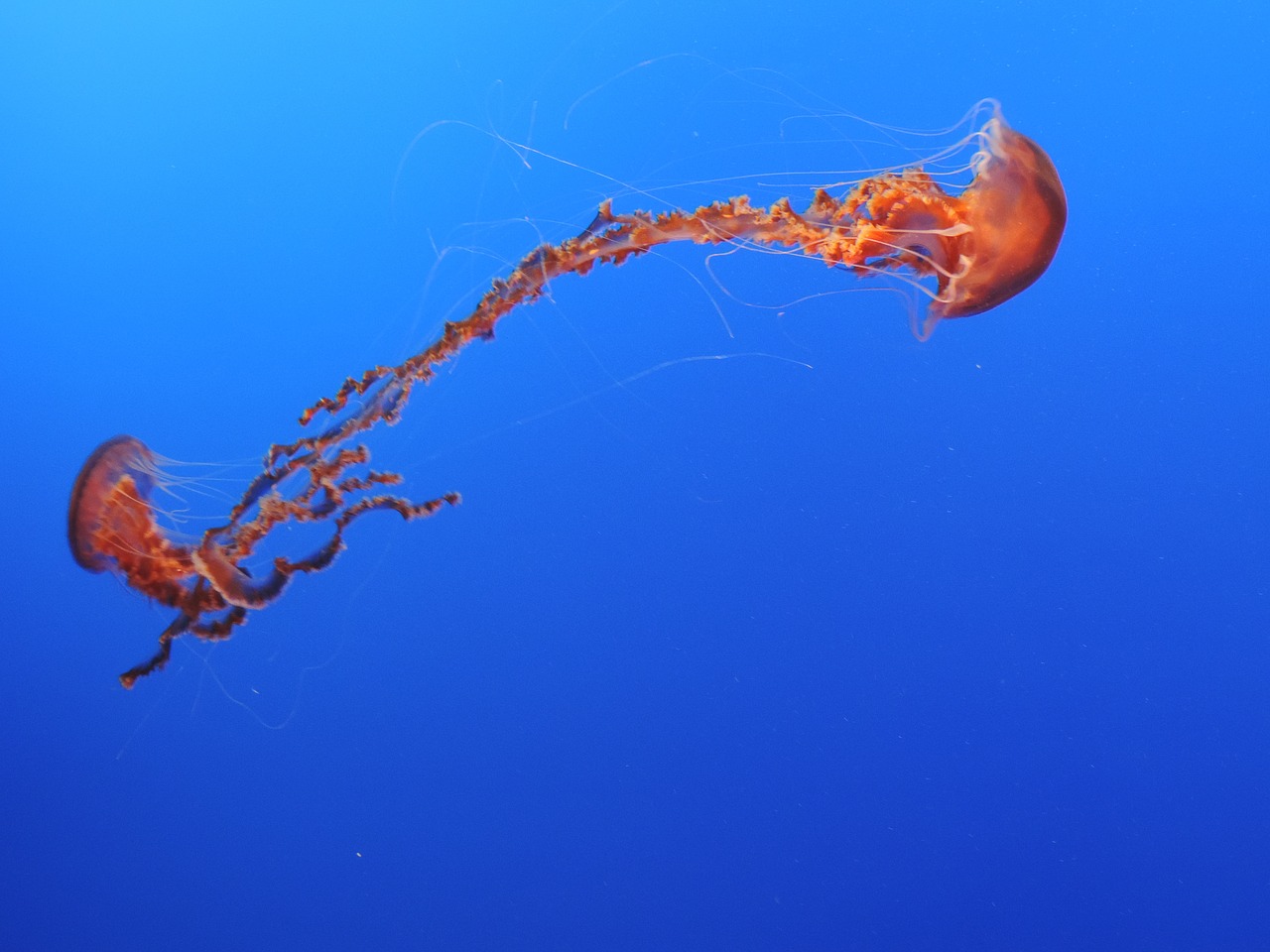 jellyfish sea blue free photo