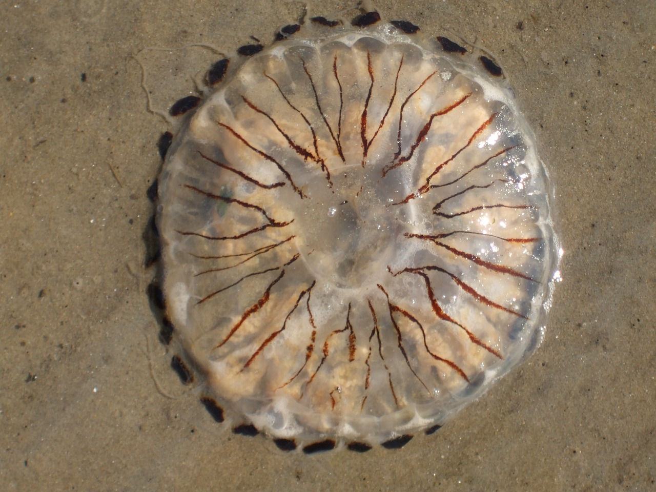 jellyfish sand sea free photo