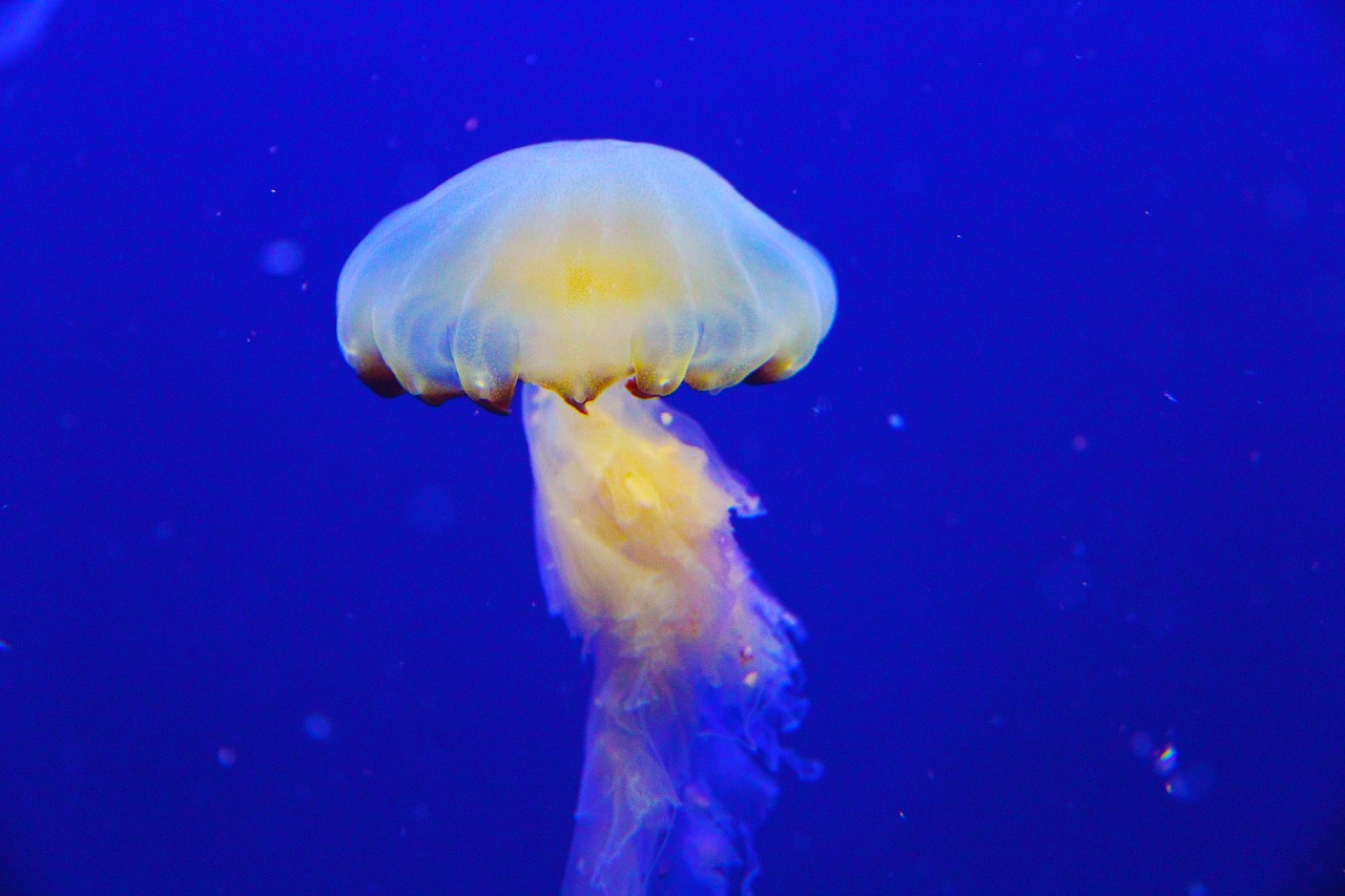 jellyfish fish blue free photo