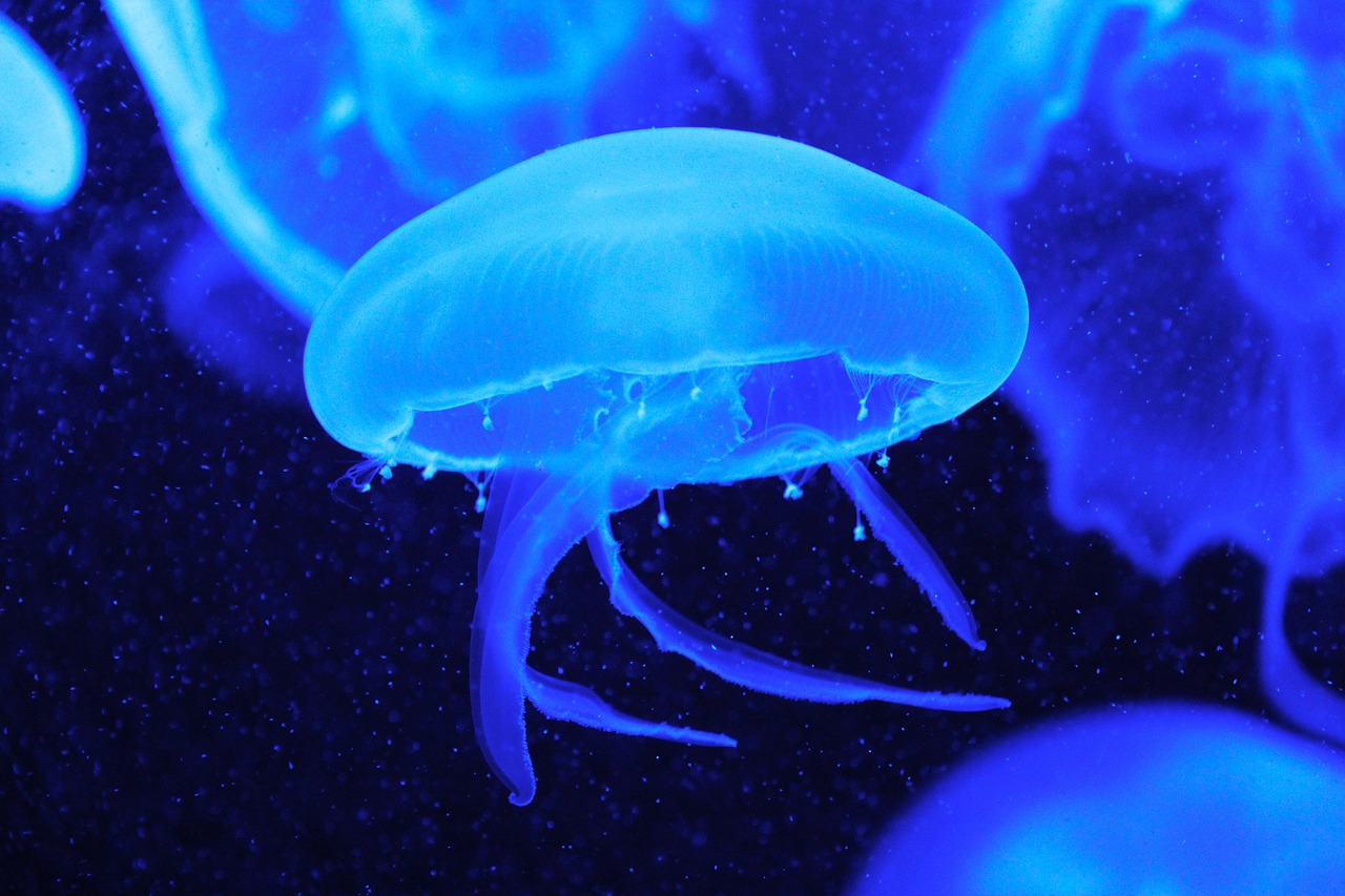 jellyfish fish blue free photo