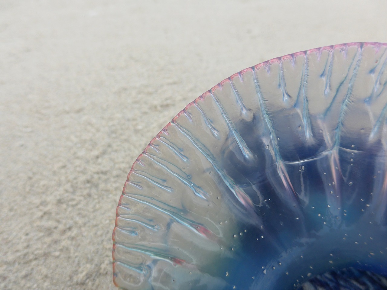 jellyfish beach sea free photo