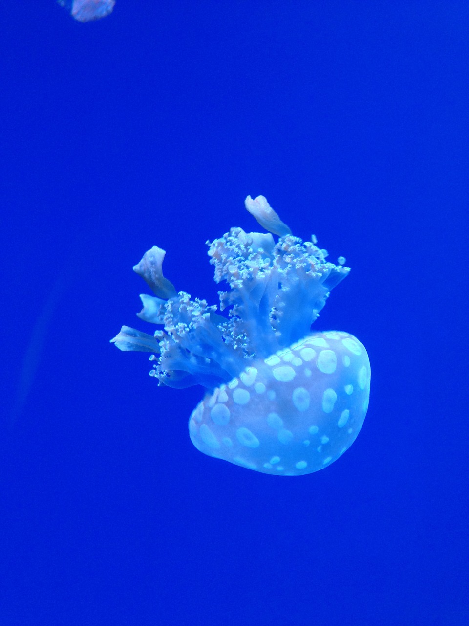 jellyfish ocean underwater free photo