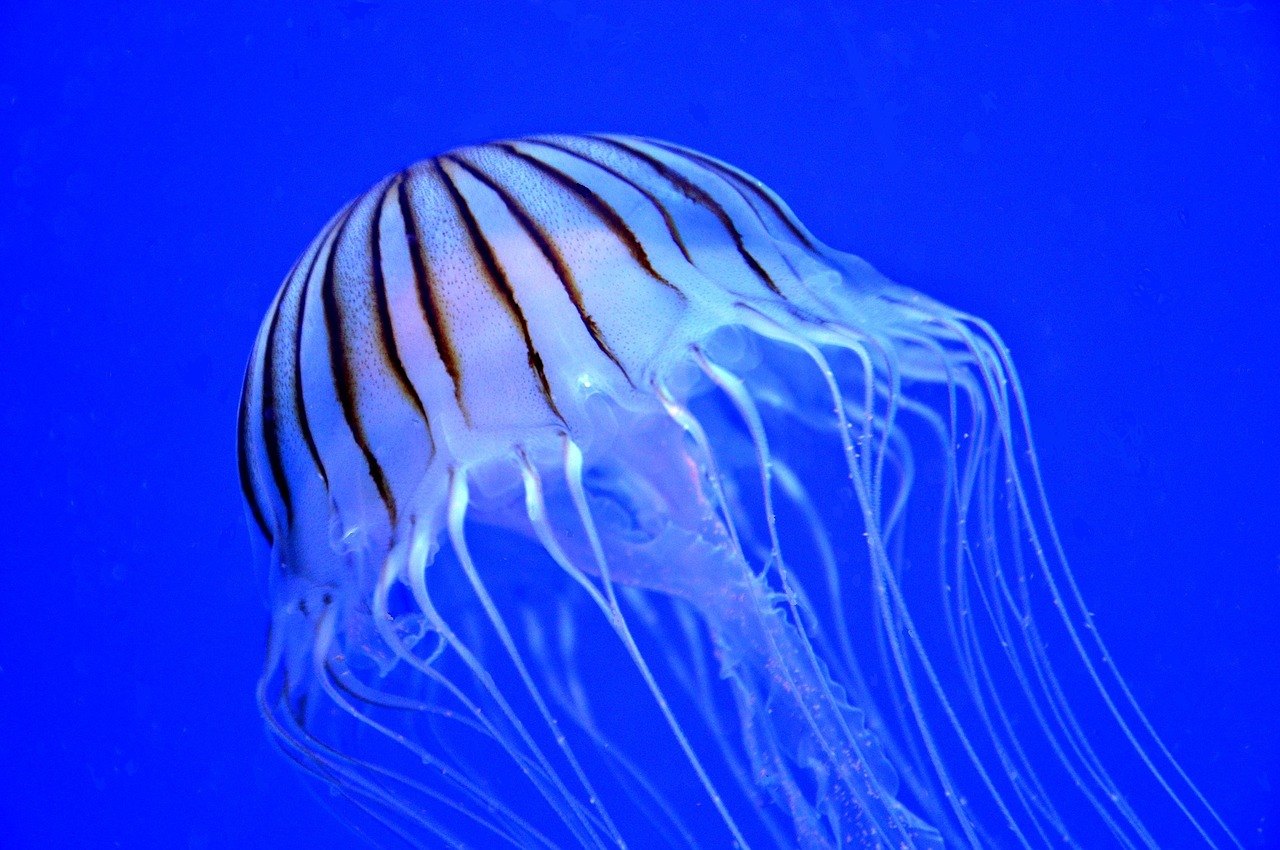 jellyfish marine purple-striped free photo