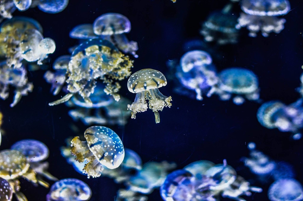 jellyfish aquarium tropical fish free photo