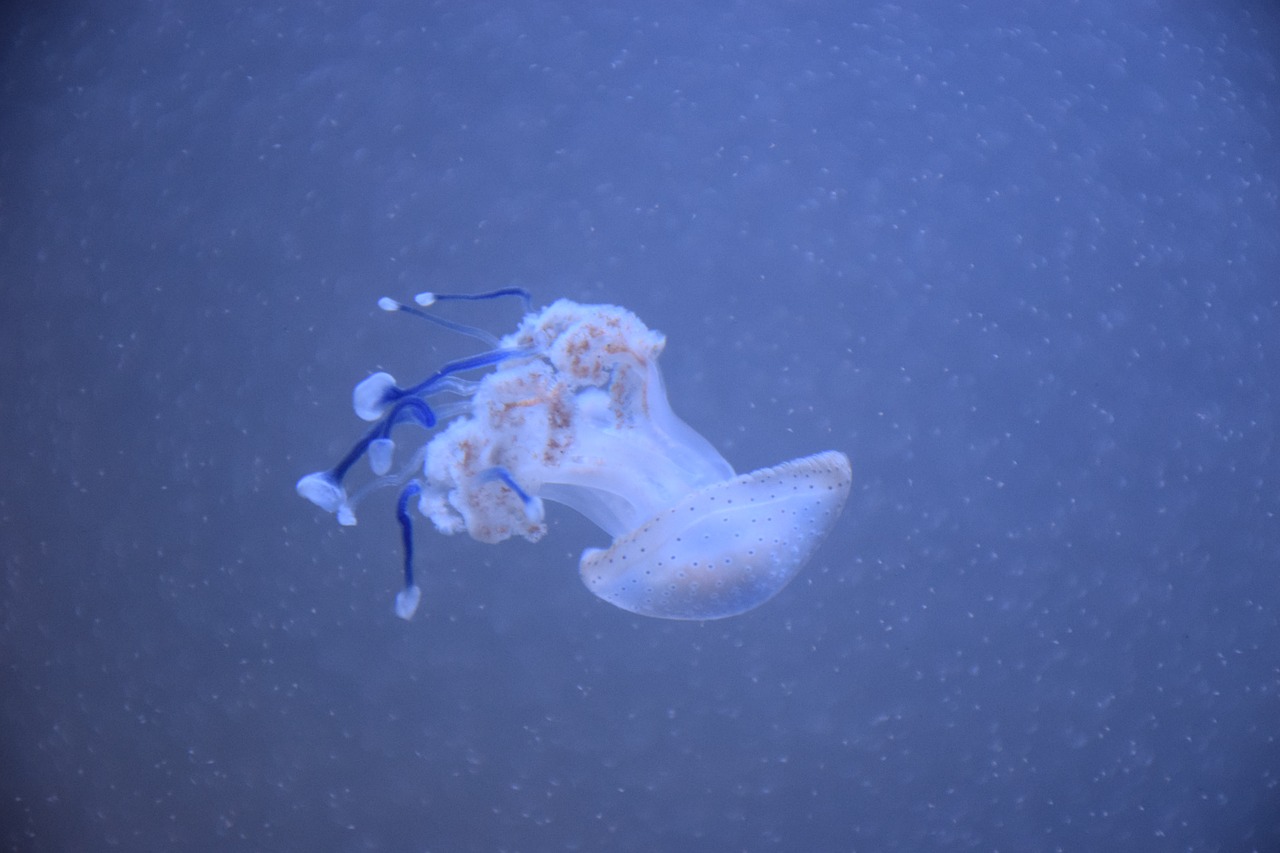 jellyfish water sea free photo