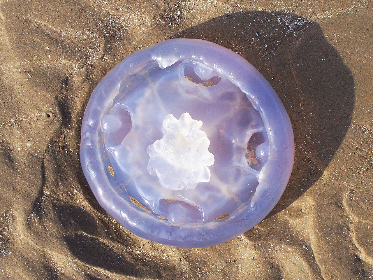 jellyfish beach large free photo