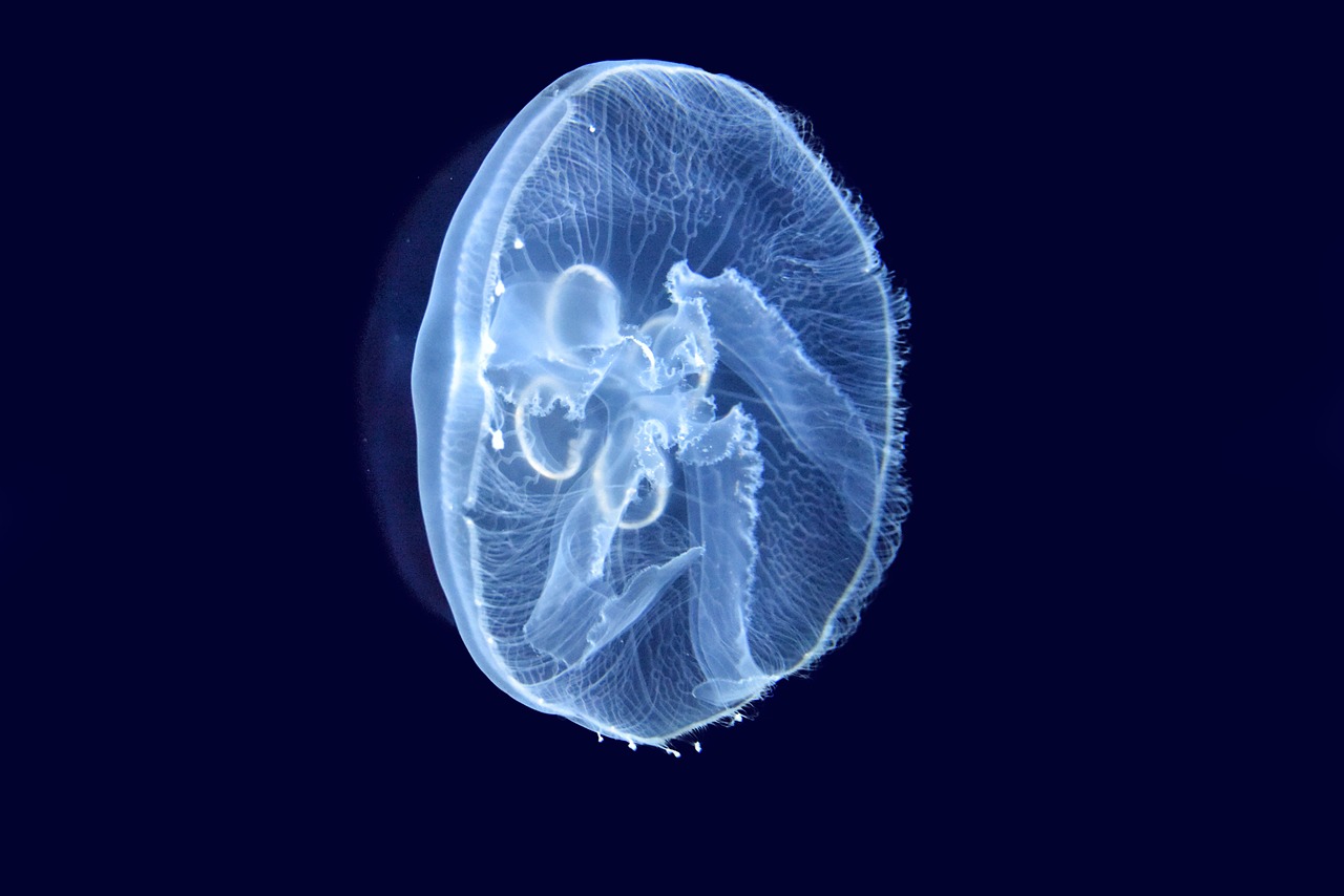 jellyfish sea cnidarians free photo