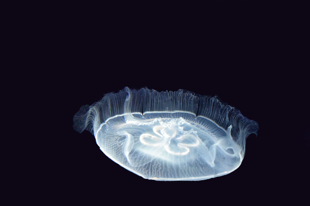 jellyfish sea cnidarians free photo