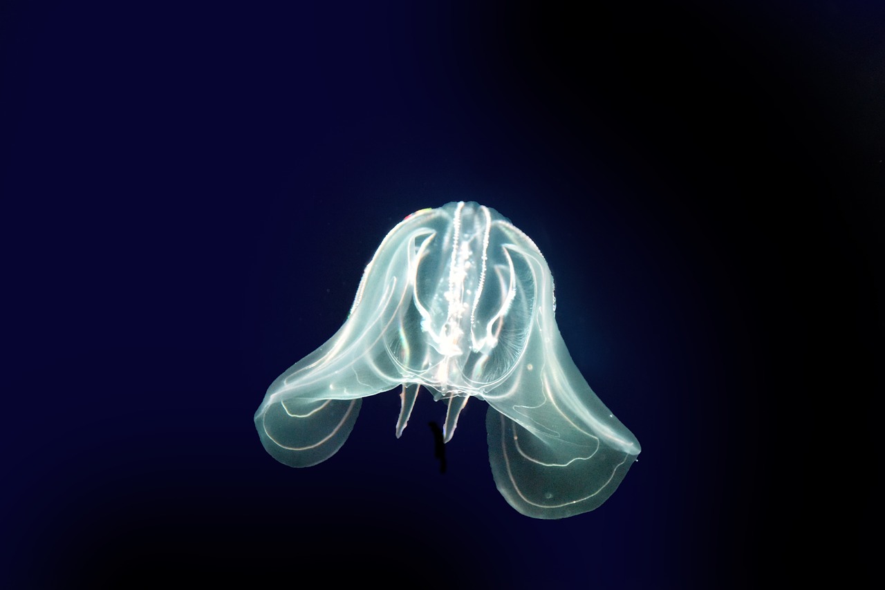 jellyfish sea cnidarians free photo