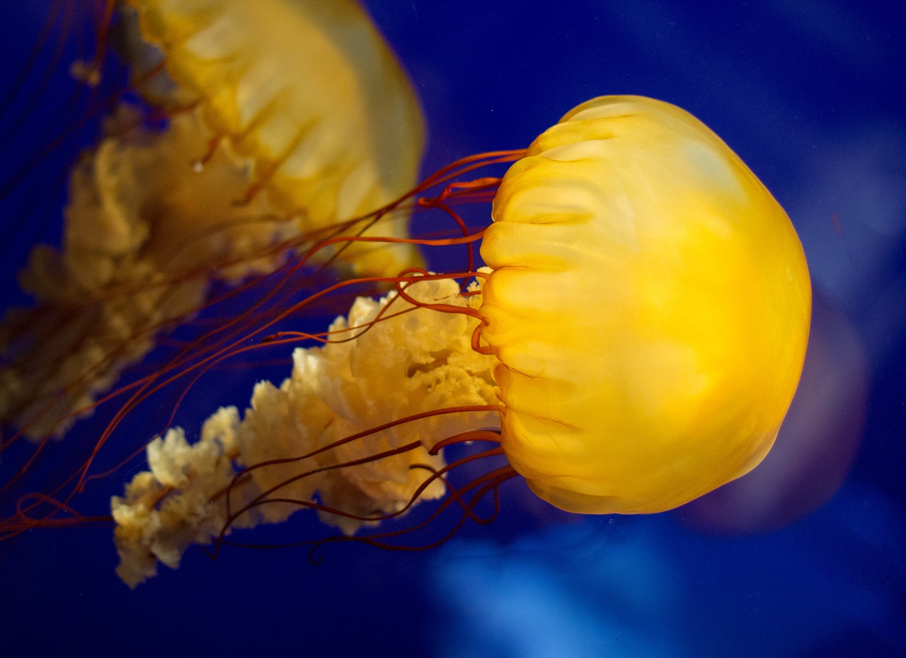 jellyfish sea life sea free photo