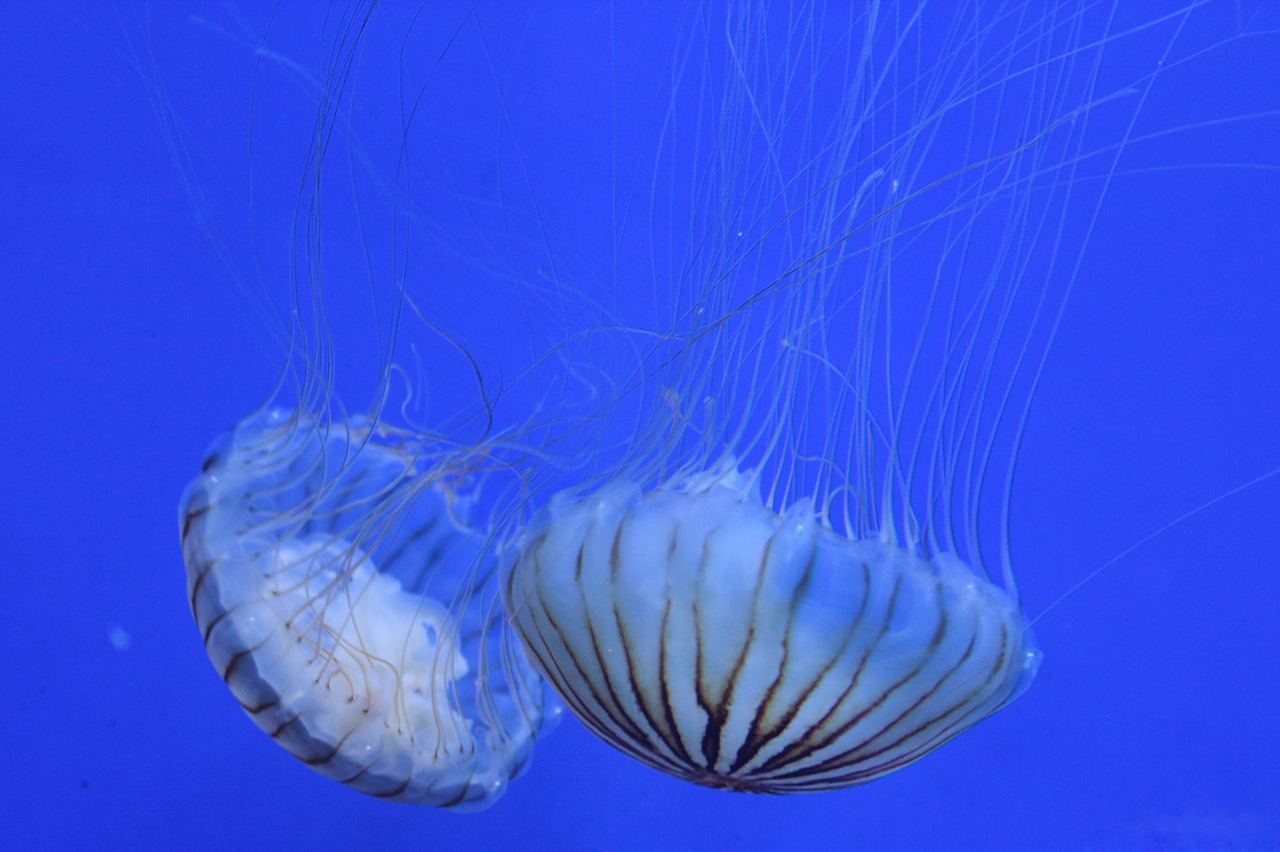 jellyfish blue seabed free photo