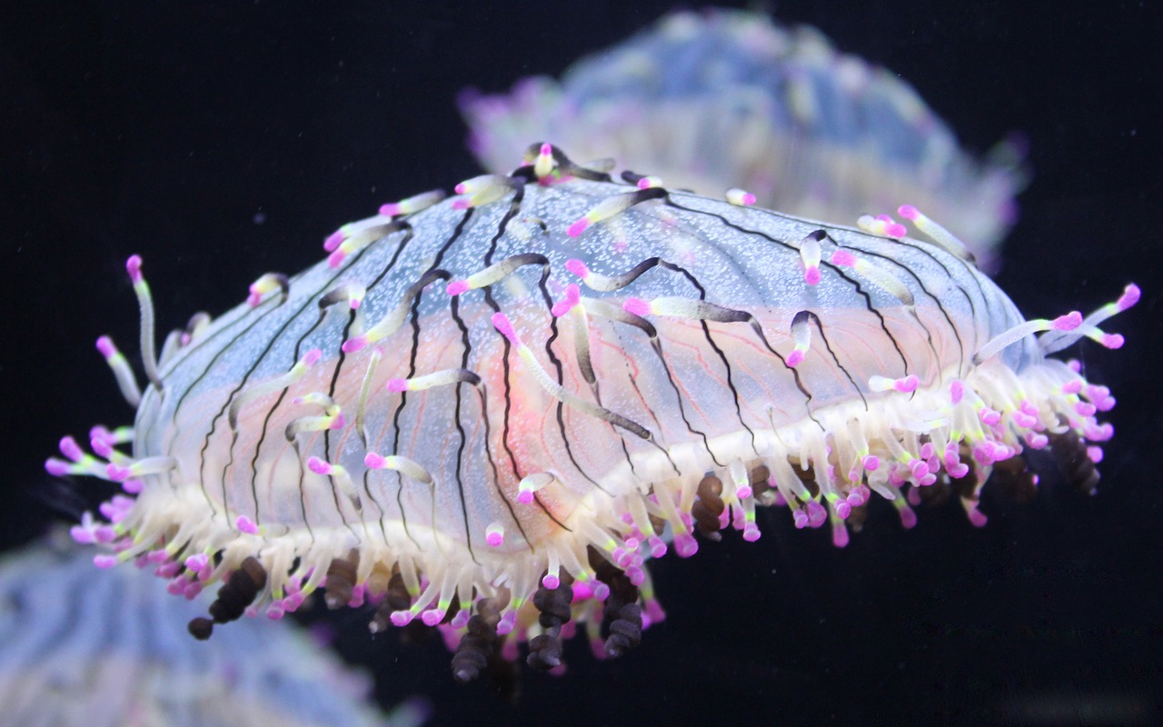 jellyfish aquarium blue free photo