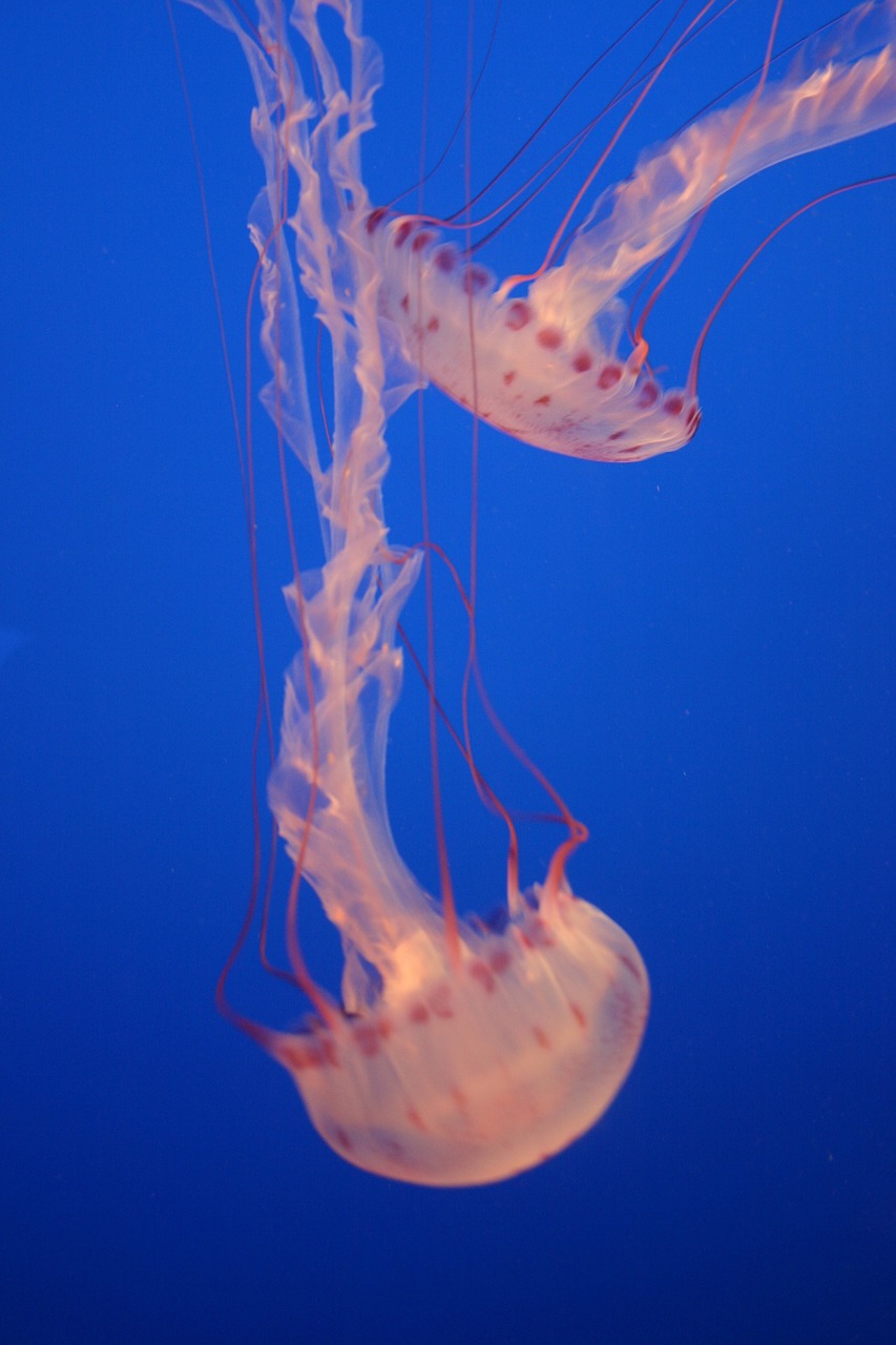 jellyfish marine life spotted free photo