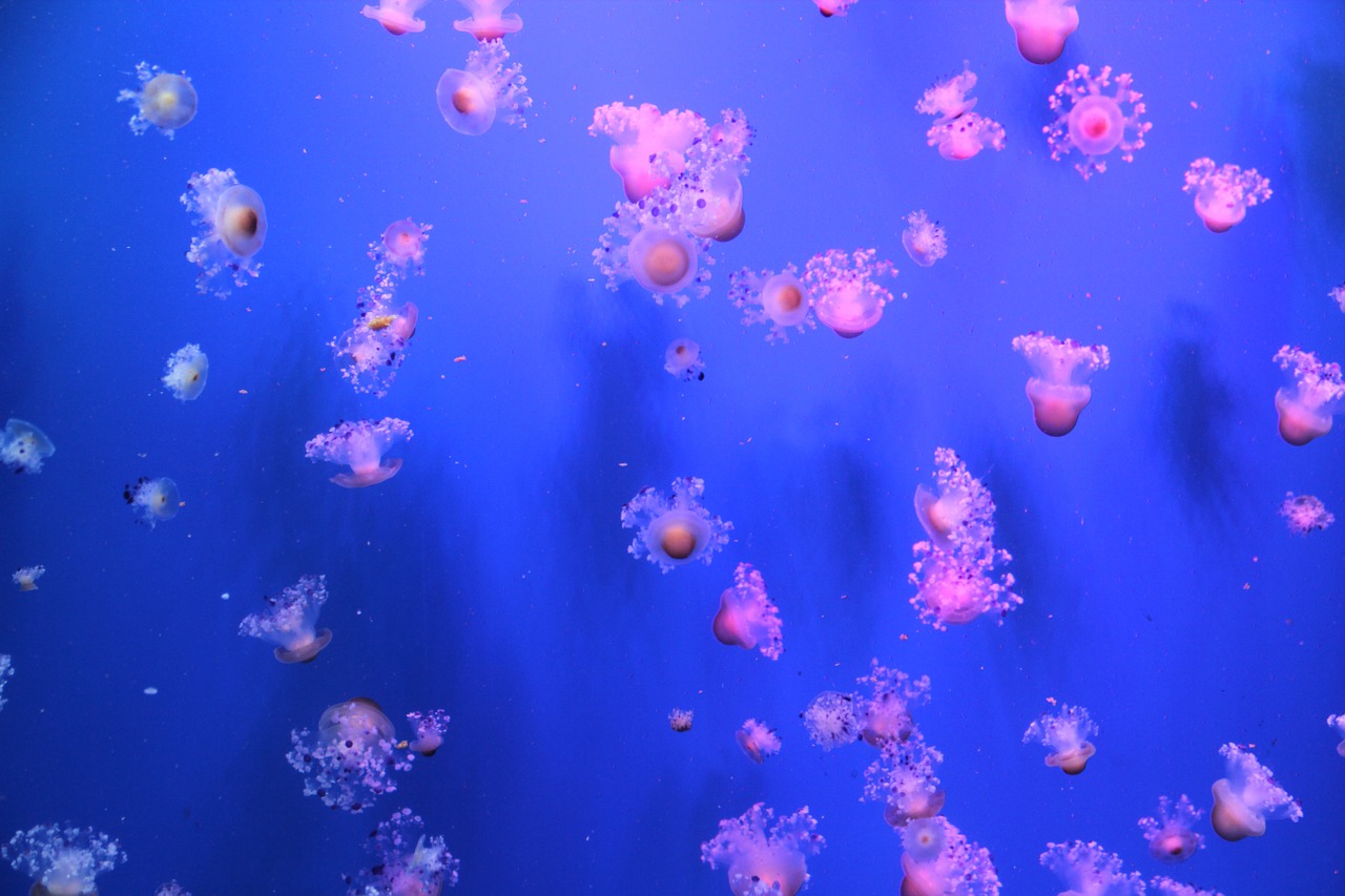 jellyfish sea aquarium free photo