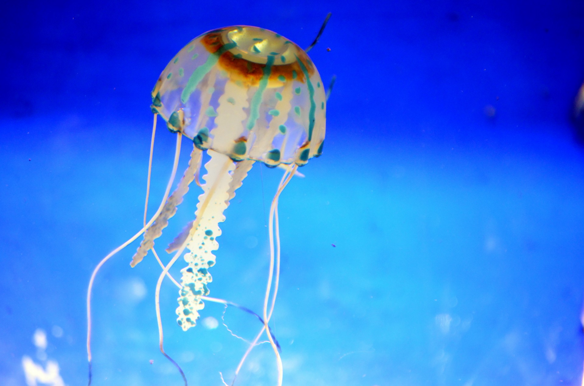 jellyfish fish tentacles free photo