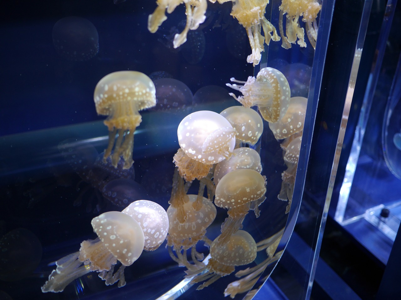 jellyfish aquarium water tank free photo