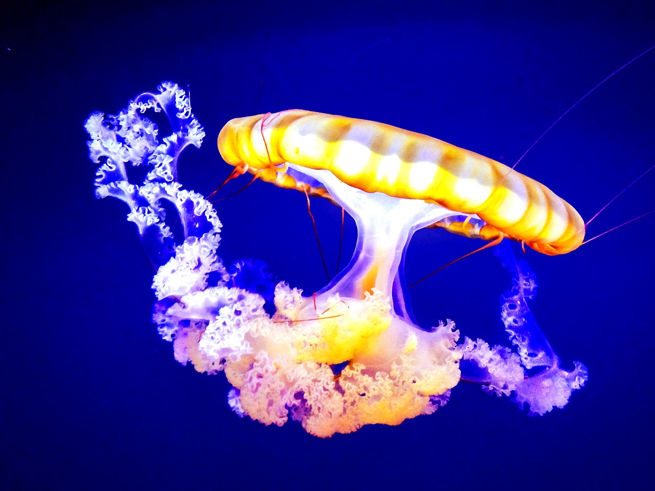 jellyfish aquarium ocean free photo