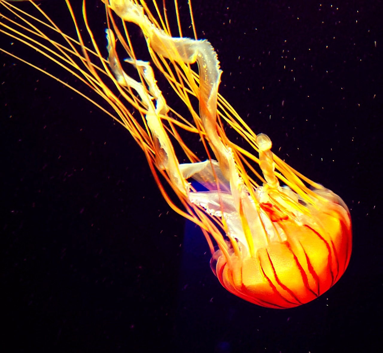 jellyfish aquarium water free photo
