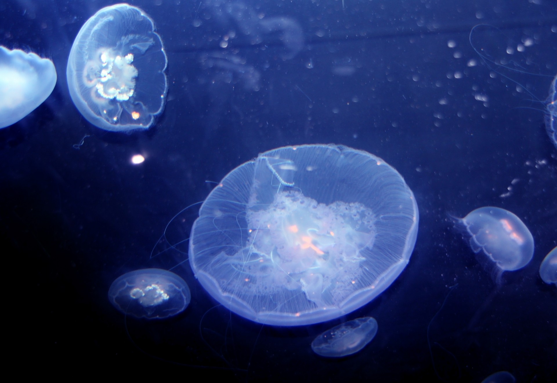 jellyfish fish aquarium free photo