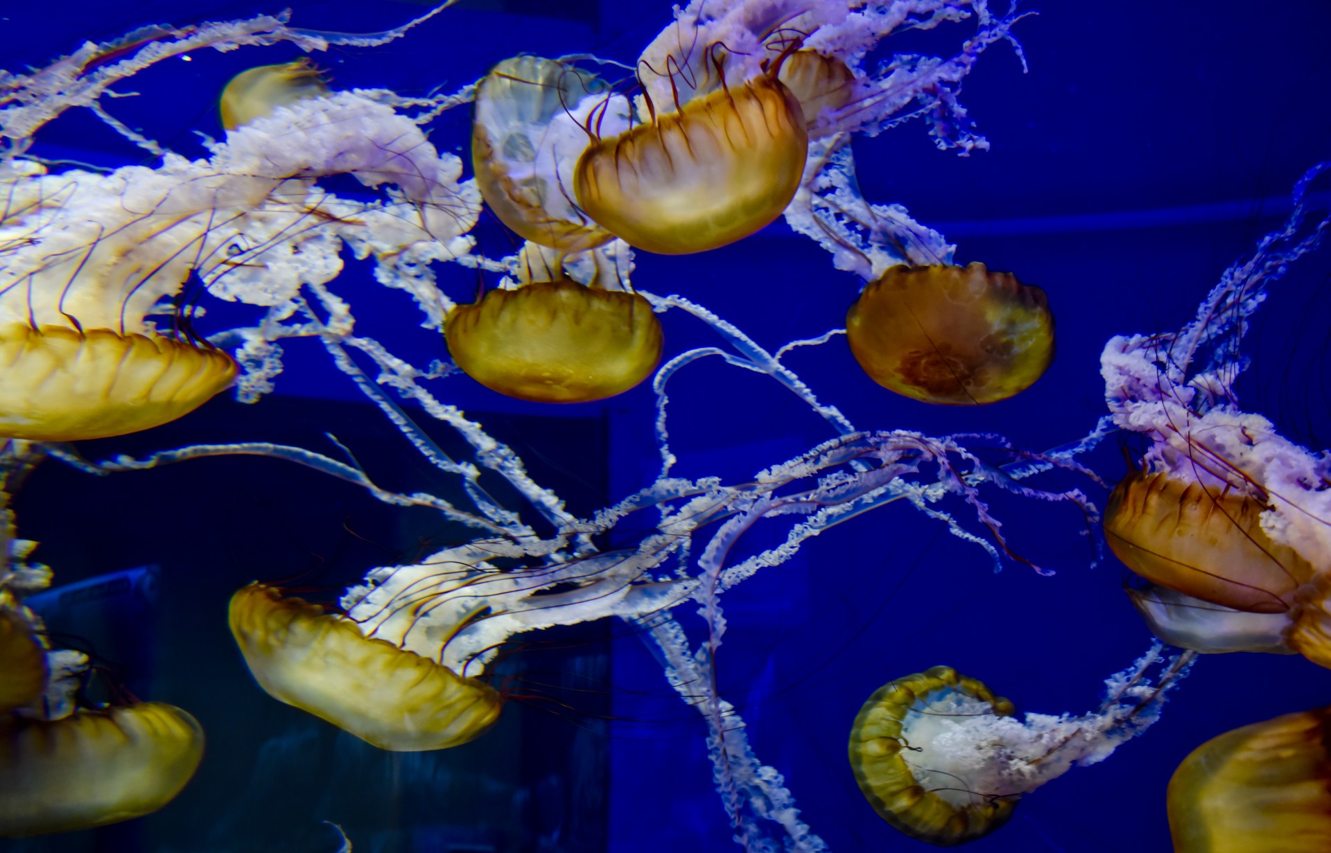 jellyfish sea life aquarium free photo