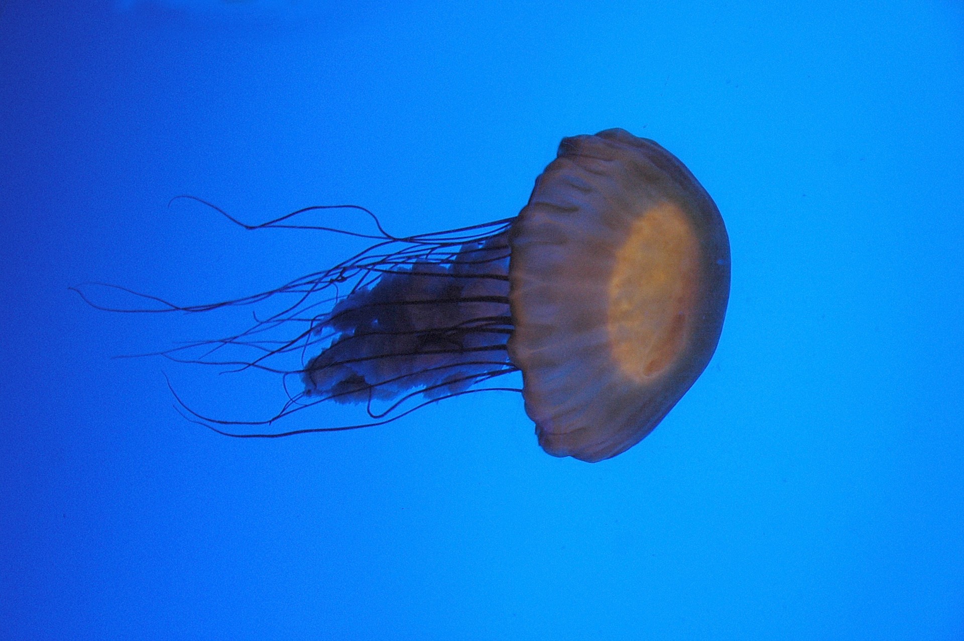 jellyfish man-of-warm sting free photo
