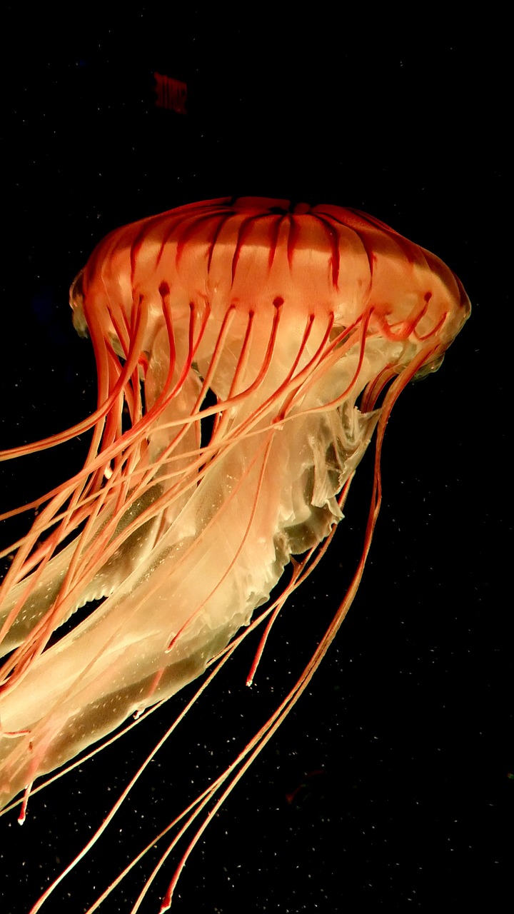 jellyfish tentacles salt water free photo