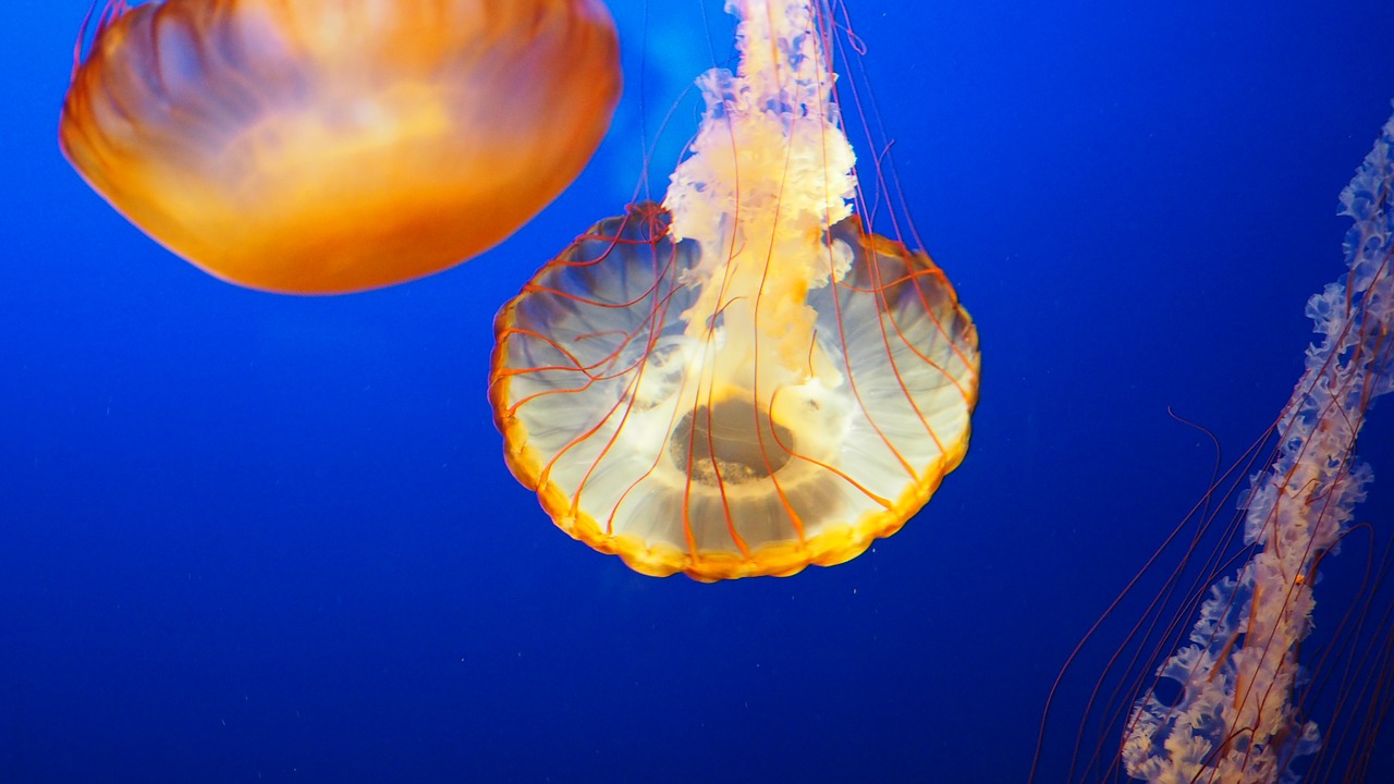 jellyfish water underwater free photo