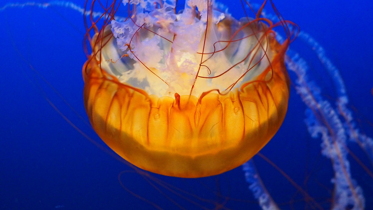 jellyfish water underwater free photo