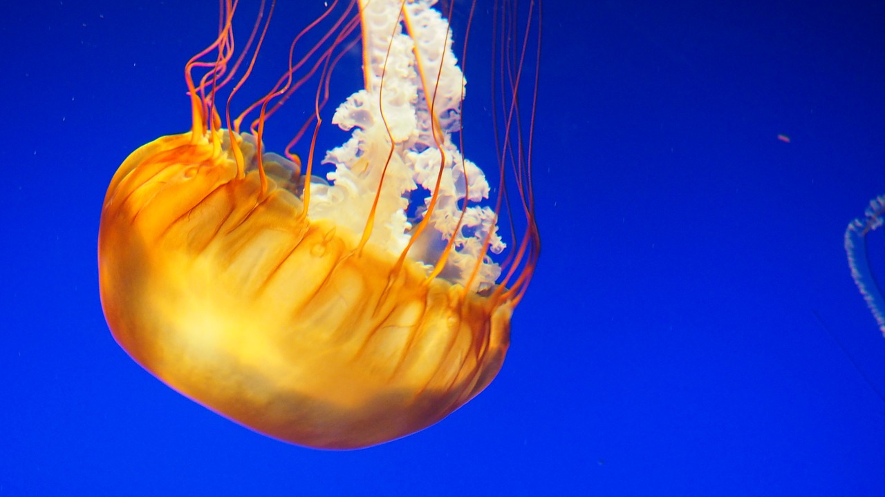 jellyfish water underwater free photo