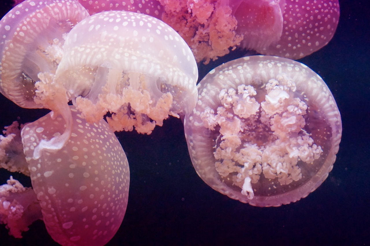 jellyfish pink meeresbewohner free photo