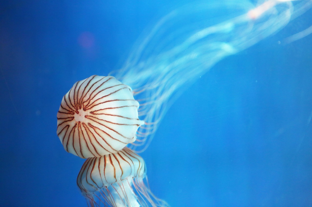 jellyfish republic of korea aquarium free photo