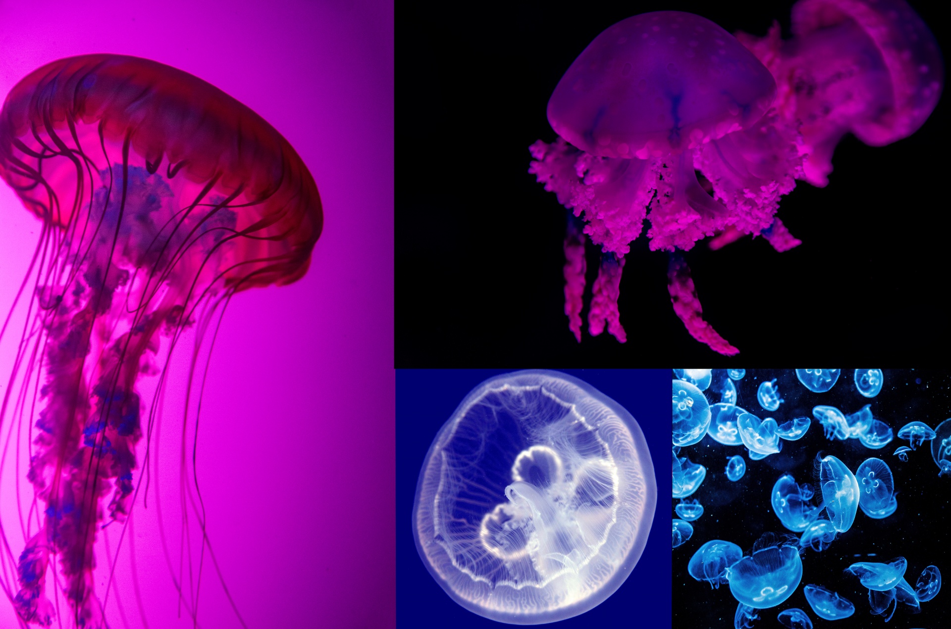 Медузы виды. Scyphozoa Сцифоидные медузы. Медуза корнерот. Сцифоидные медузы опасные. Образ жизни сцифоидных медуз.