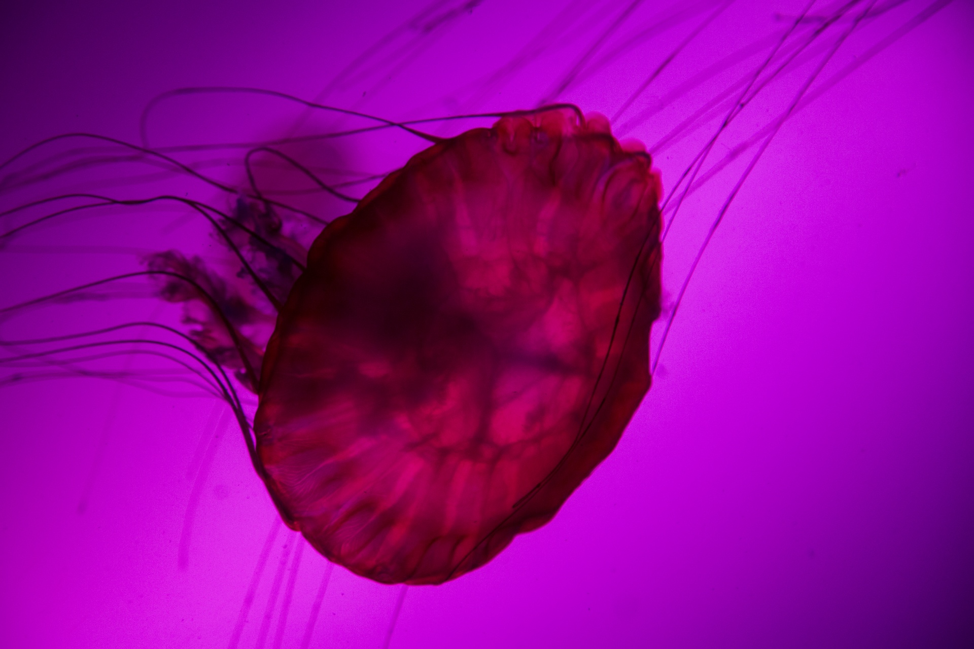 jellyfish animals ocean free photo