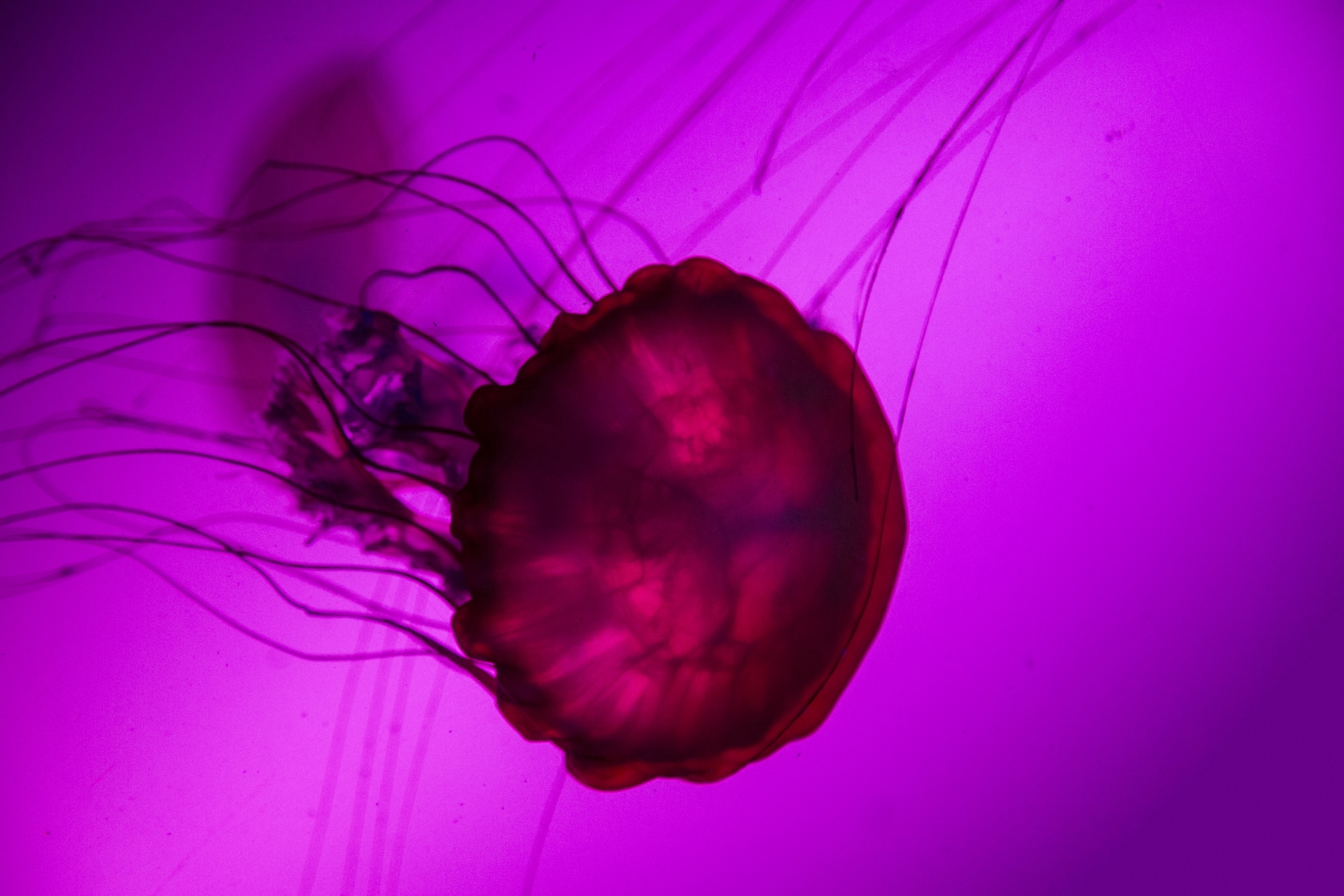 jellyfish animals ocean free photo