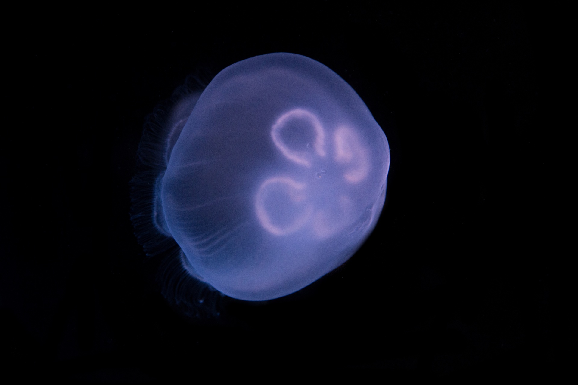 jellyfish animals ocean free photo