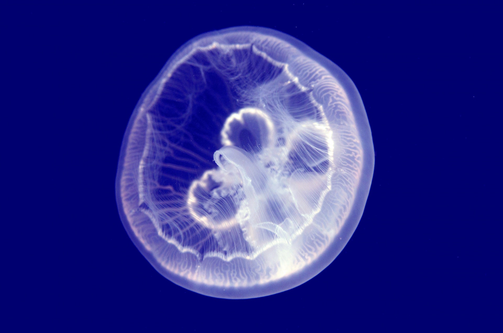 jellyfish animals ocean free photo