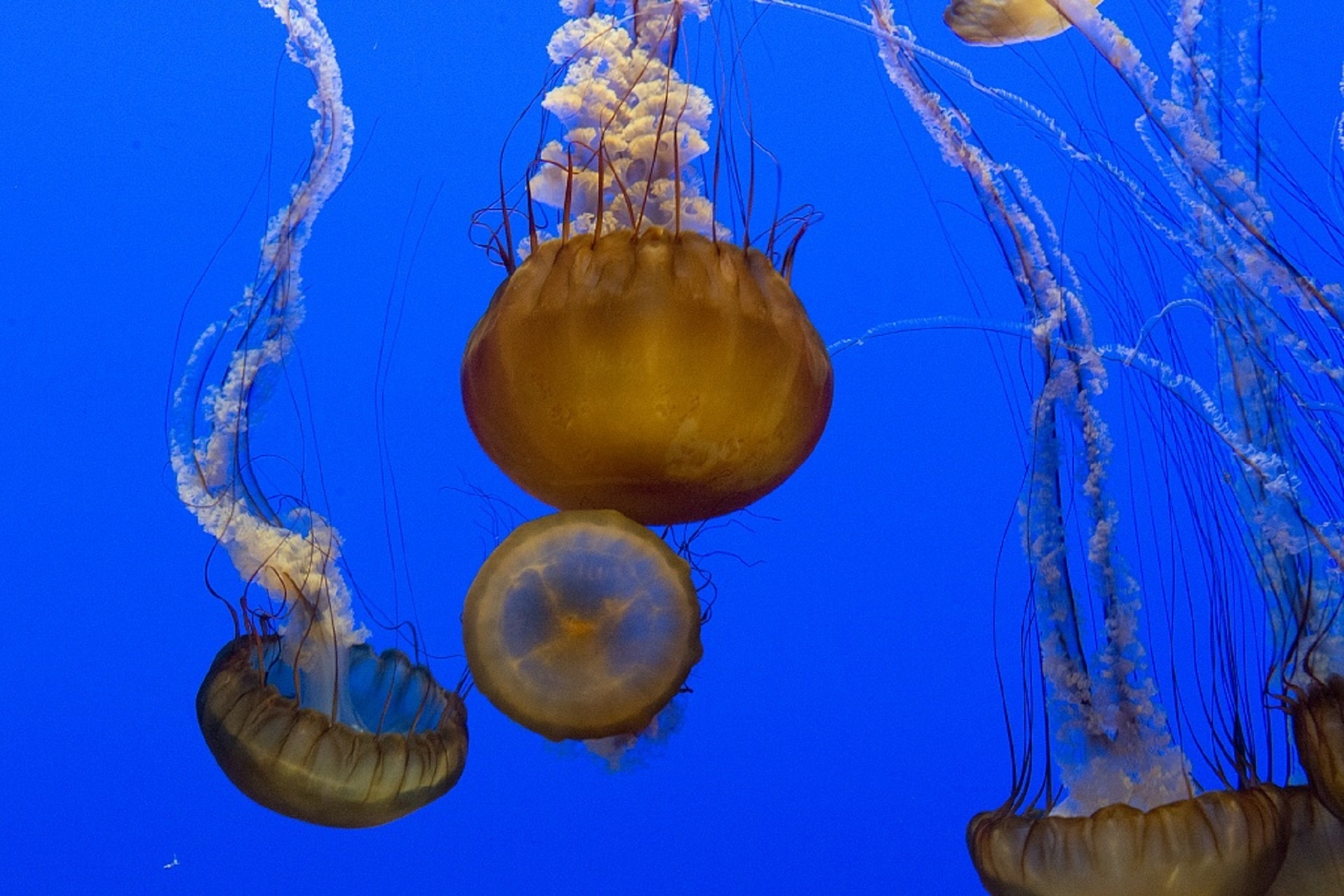 jellyfish underwater aquarium free photo