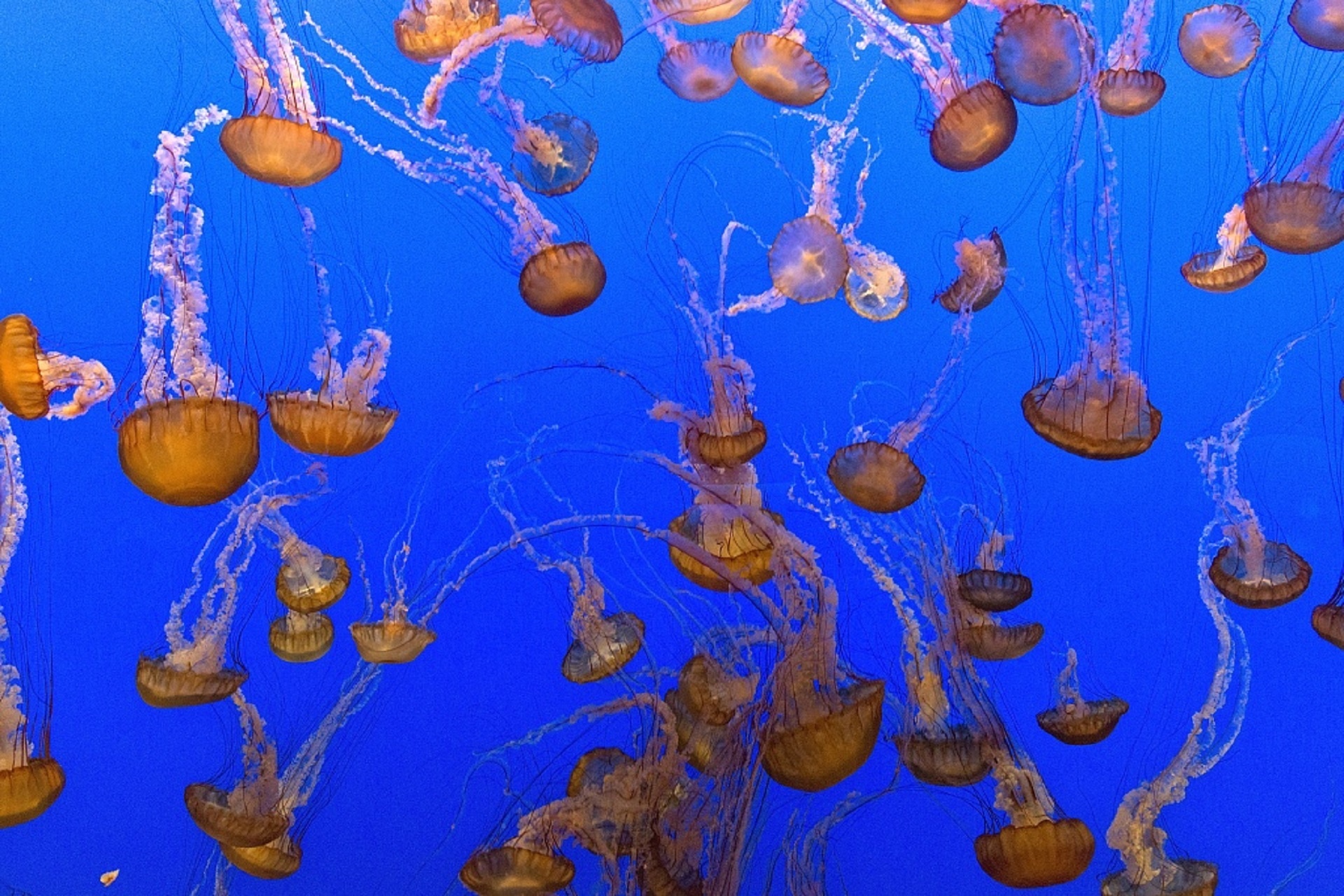 jellyfish underwater aquarium free photo