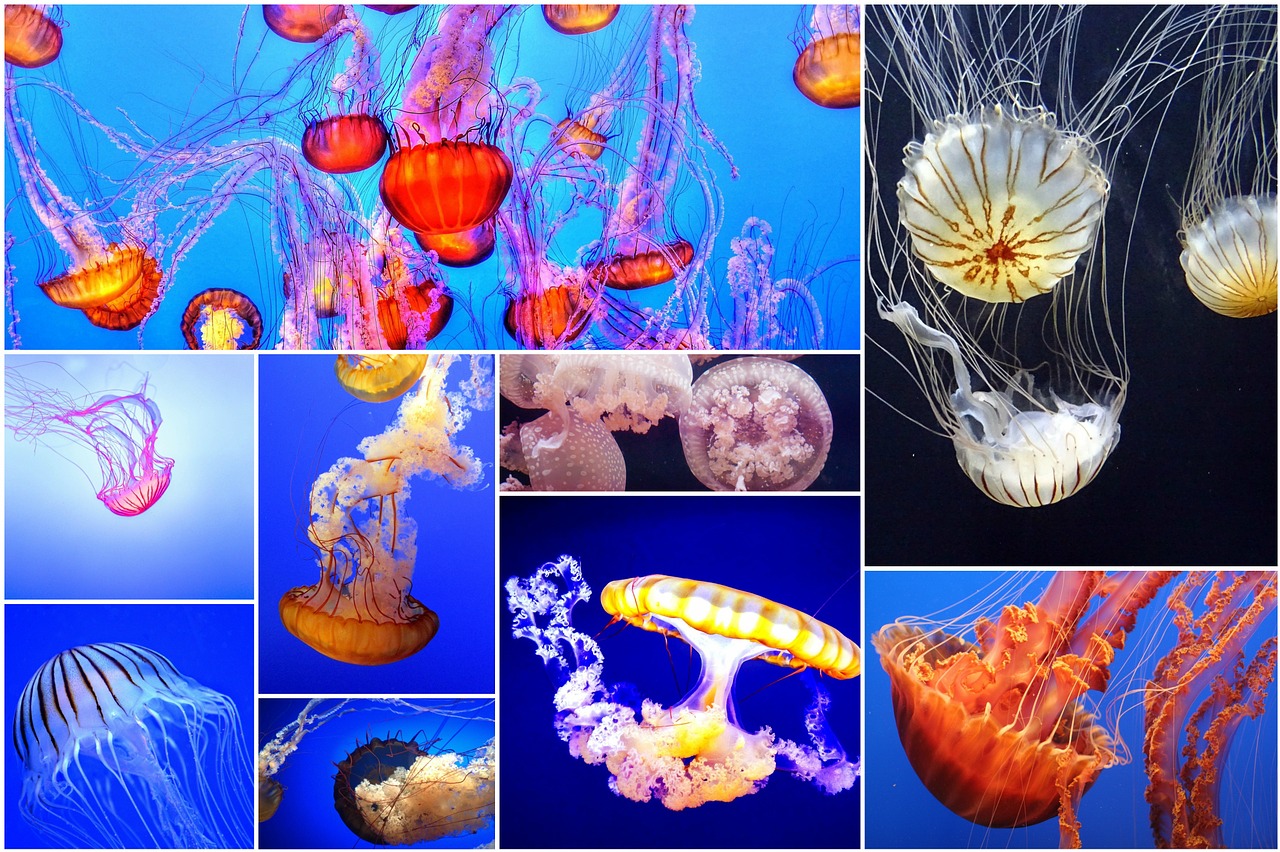 jellyfish jellyfish collage photo collage free photo