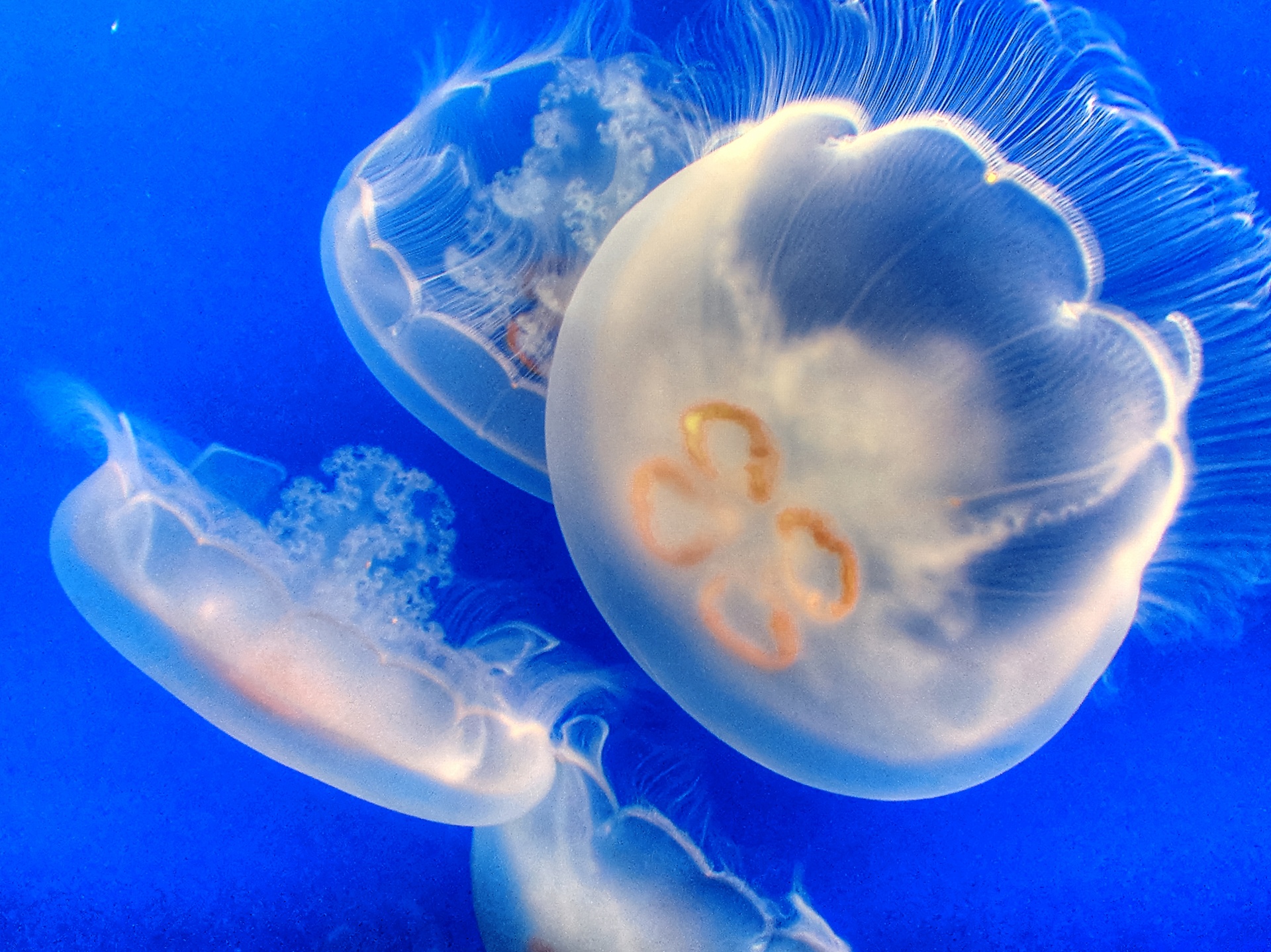 jelly fish jellyfish marine life free photo