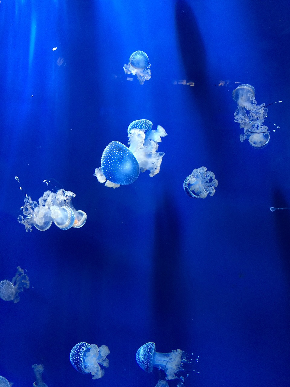 jellyfish aquarium genoa aquarium free photo