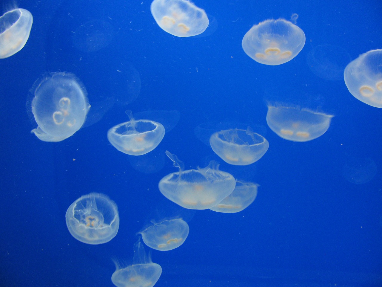 jellyfish sea ocean free photo