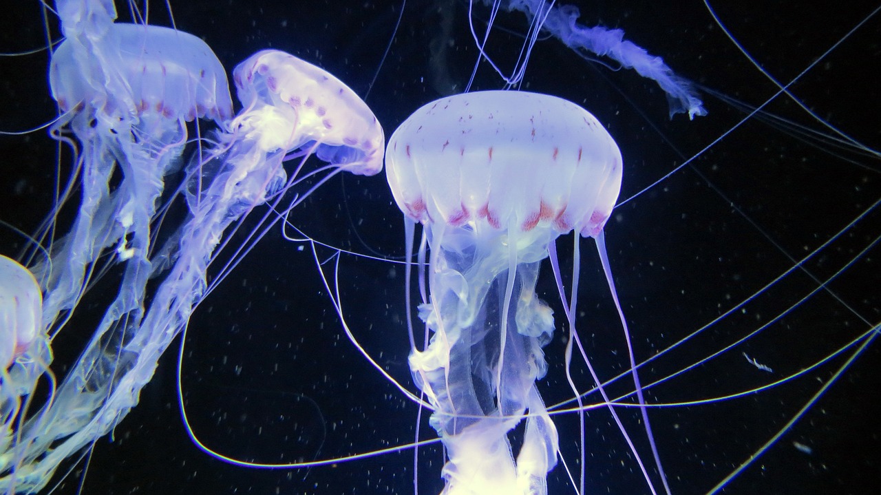 jellyfish sea animals aquarium free photo