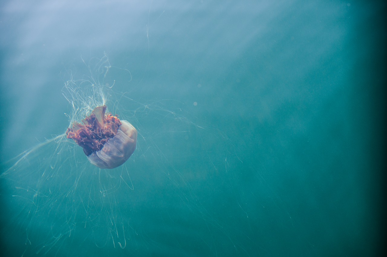 jellyfish sea sea life free photo