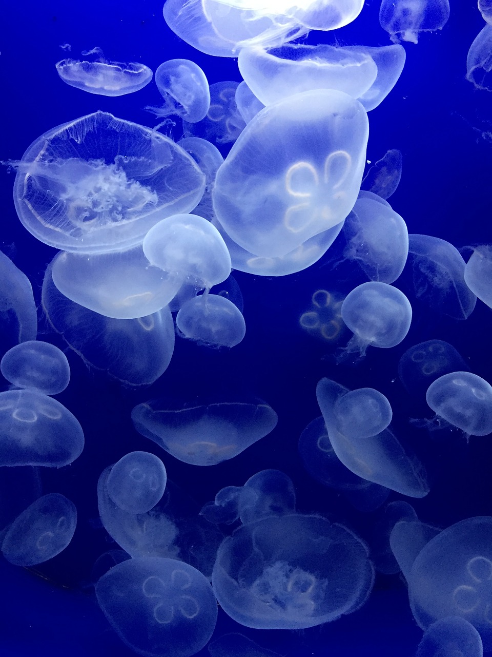 jellyfish sea water animals free photo