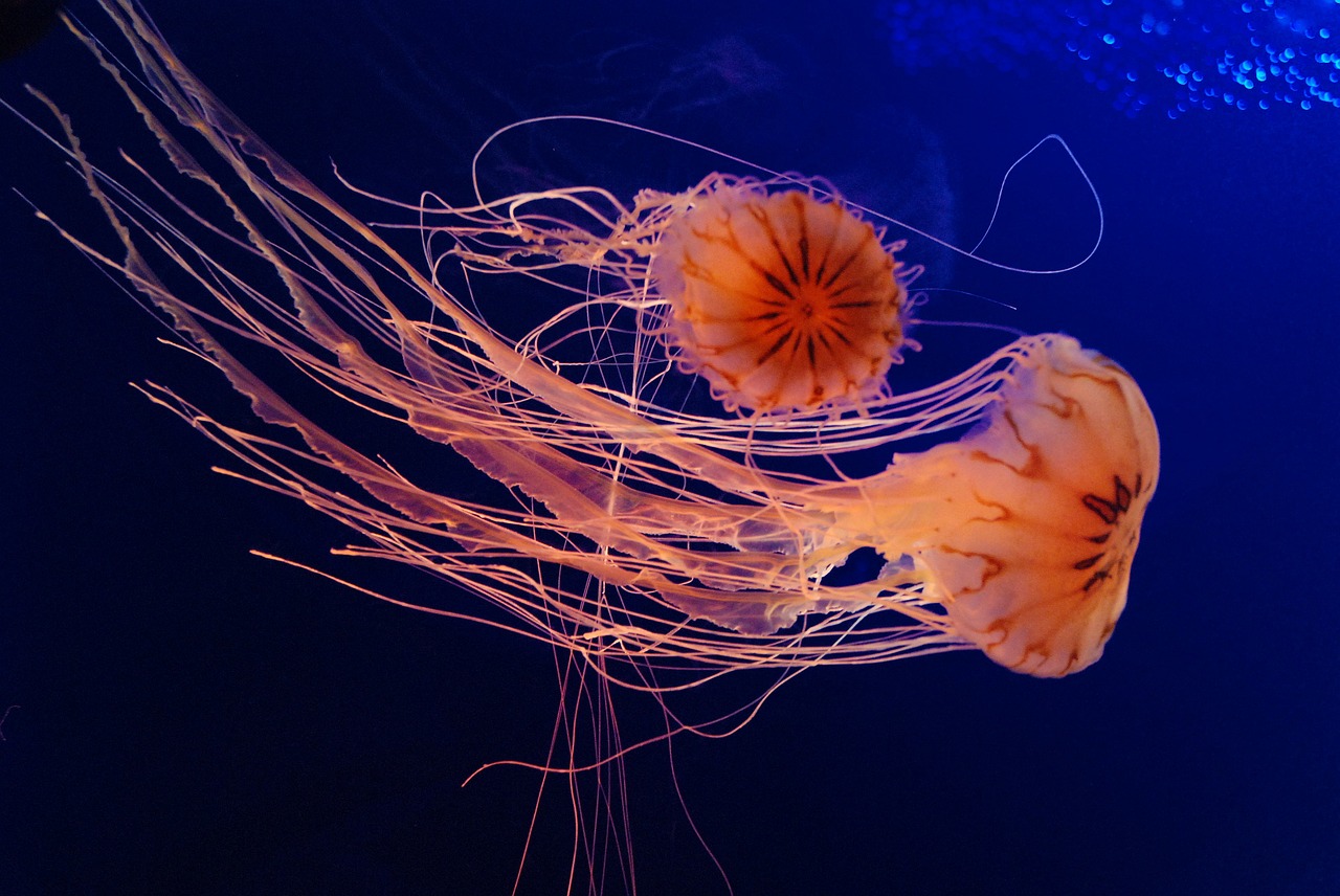 jellyfish aquarium sea free photo