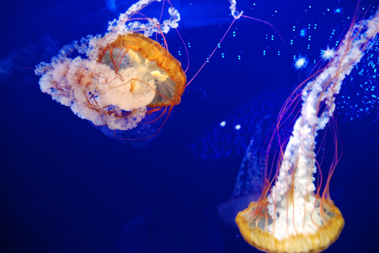 jellyfish aquarium sea free photo