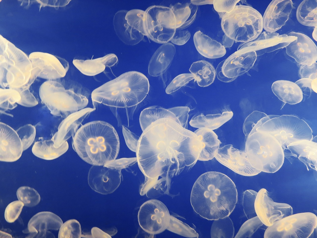 jellyfish aquarium schirmqualle free photo