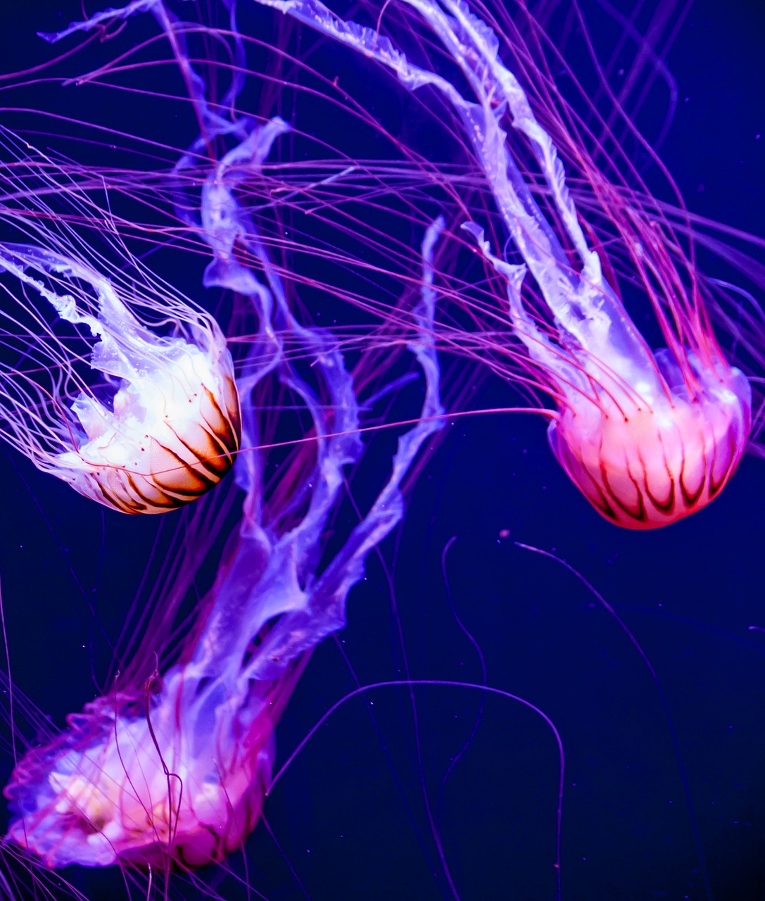 jellyfish glow aquatic free photo