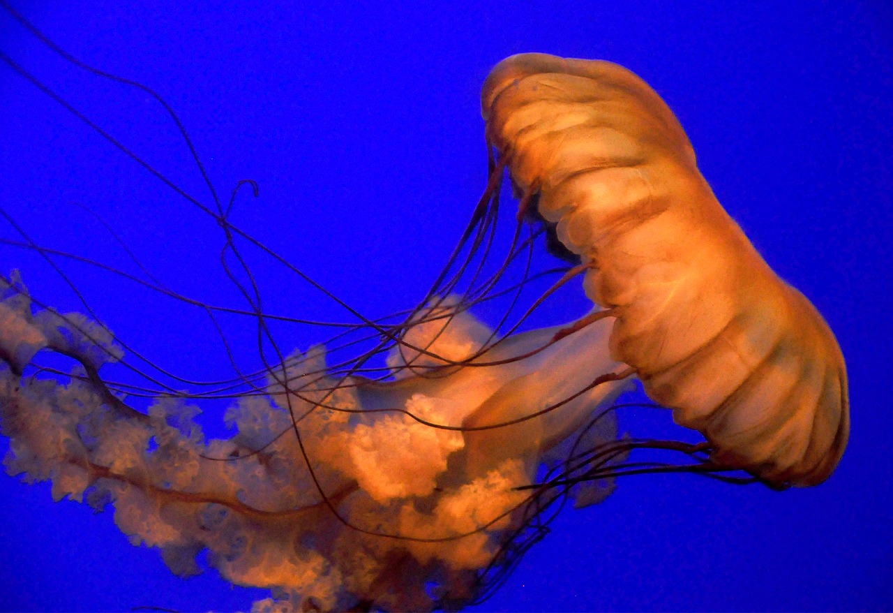 jellyfish red sea free photo